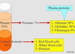 5 Albumin Và 25 Albumin Khác Nhau Như Thế Nào