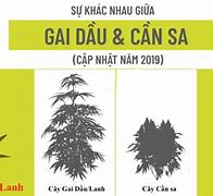 Nhân Loại Cần Lao Là Gì